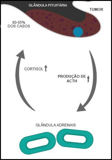 Ciclo Tranmissão