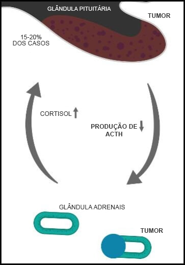Ciclo Tranmissão