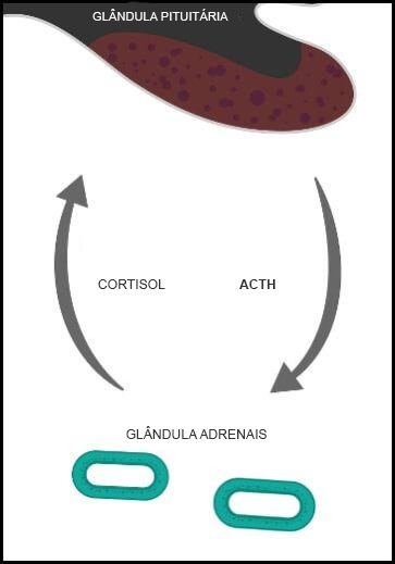 Ciclo Tranmissão